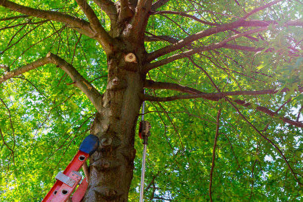 Large Tree Removal